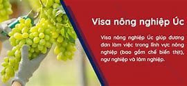 Xuất Khẩu Lao Động Úc Visa Nông Nghiệp